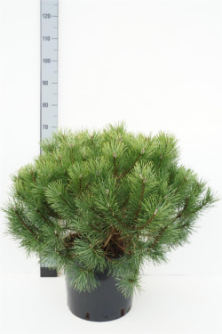 Pušis kalninė (Lot Pinus mugo) 'Uncinata' C15 60-70 CM