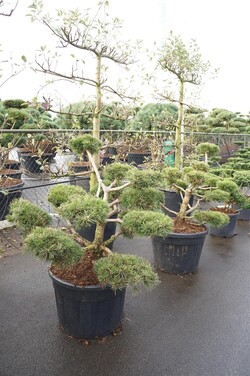 Pušis kalninė (Lot Pinus mugo) NIWAKI BONSAI 100-125 C110 - nuotrauka 2