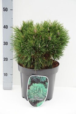 Pušis kalninė (Lot Pinus mugo) 'Varella' C7,5/P26 30-40 CM *