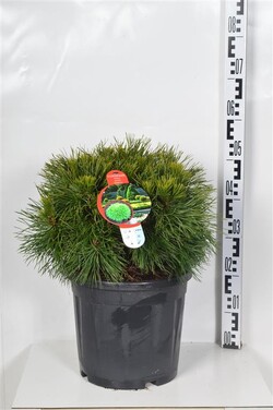 Pušis kalninė (Lot Pinus mugo) 'Varella' C13 30-40 CM