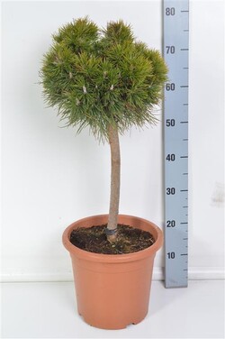 Pušis kalninė (Lot Pinus mugo) 'Varella' C9 STIEBAS 40 CM
