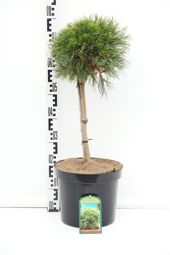 Pušis kalninė (Lot Pinus mugo) 'Varella' C10 STIEBAS 40 CM