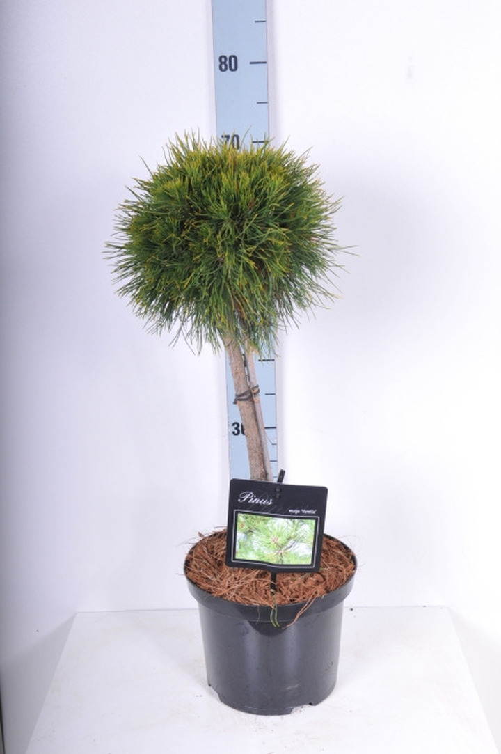 Pušis kalninė (Lot Pinus mugo) 'Varella' C5/P23 KOTAS 40 CM | PUŠYS | SPYGLIUOČIAI