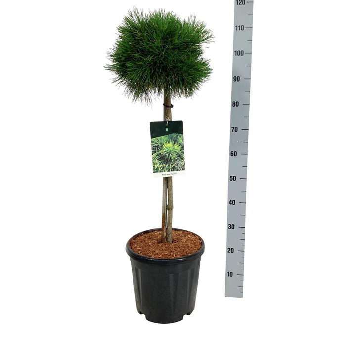 Pušis kalninė (Lot Pinus mugo) 'Varella' C15 STIEBAS 60 CM Ø25-30