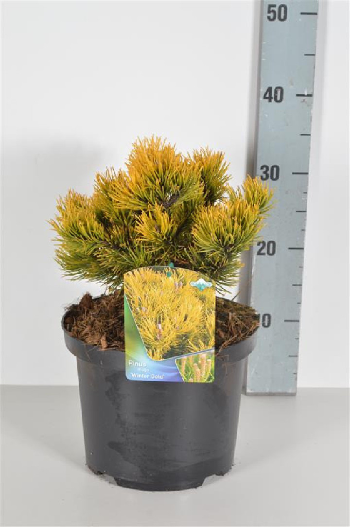 Pušis kalninė (Lot Pinus mugo) 'Winter Gold' C5/P23 20-25 CM | PUŠYS | SPYGLIUOČIAI
