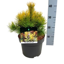 Pušis kalninė (Lot Pinus mugo) 'Winter Gold' C5/P23 25-30 CM | PUŠYS | SPYGLIUOČIAI