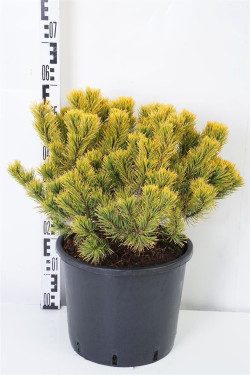Pušis kalninė (Lot Pinus mugo) 'Winter Gold' C15 40-50 CM | PUŠYS | SPYGLIUOČIAI