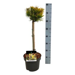 Pušis kalninė (Lot Pinus mugo) 'Winter Gold' C5/P23 STIEBAS 40 CM - nuotrauka 1