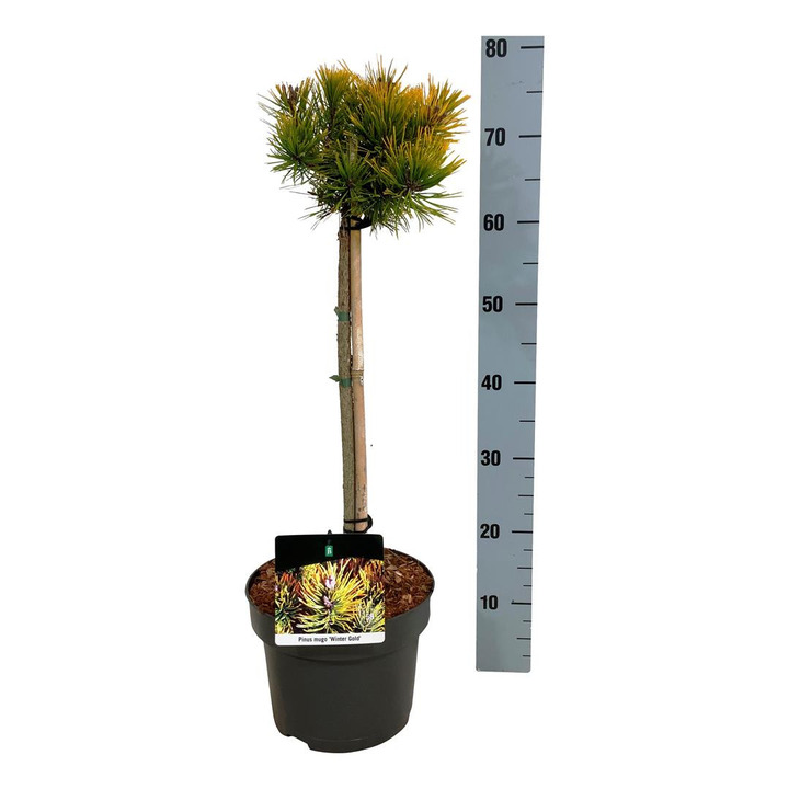 Pušis kalninė (Lot Pinus mugo) 'Winter Gold' C5/P23 KOTAS 40 CM | PUŠYS | SPYGLIUOČIAI