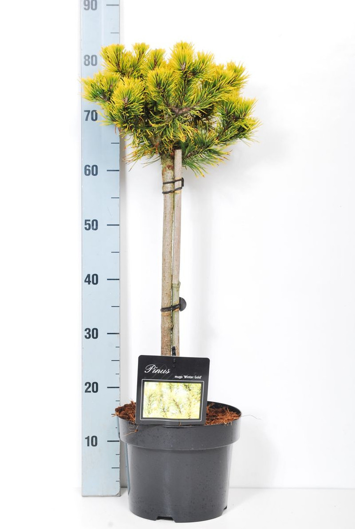 Pušis kalninė (Lot Pinus mugo) 'Winter Gold' C5/P23 KOTAS 40 CM | PUŠYS | SPYGLIUOČIAI