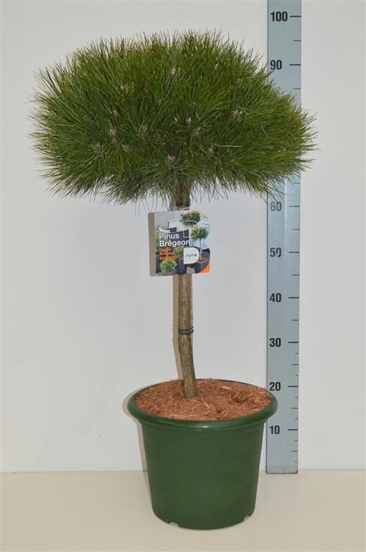 Pušis juodoji (Lot Pinus nigra) 'Bambino' C10 STIEBAS 40 CM