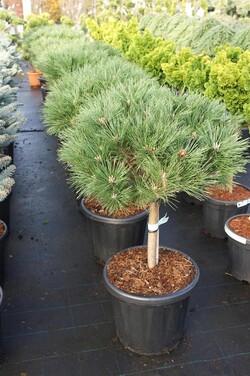 Pušis juodoji (Lot Pinus nigra) 'Brepo' C20 STIEBAS 30 CM - nuotrauka 2