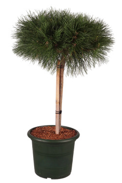 Pušis juodoji (Lot Pinus nigra) 'Brepo' C10 STIEBAS 40 CM - nuotrauka 1