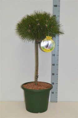 Pušis juodoji (Lot Pinus nigra) 'Brepo' C10 STIEBAS 40 CM - nuotrauka 2