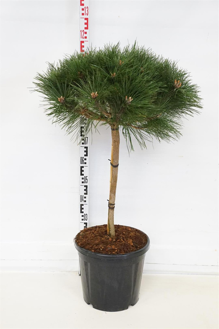 Pušis juodoji (Lot Pinus nigra) 'Brepo' C20 KOTAS 50 CM | PUŠYS | SPYGLIUOČIAI