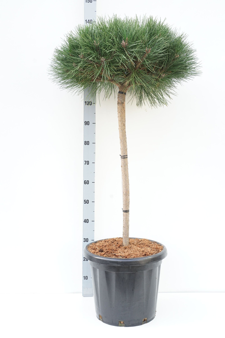 Pušis juodoji (Lot Pinus nigra) 'Brepo' C25 STIEBAS 70 CM | PUŠYS | SPYGLIUOČIAI