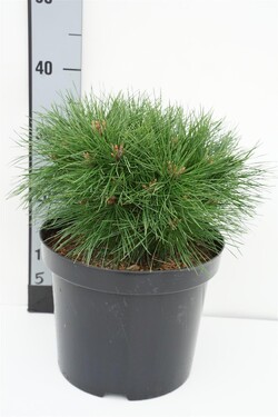 Pušis juodoji (Lot Pinus nigra) 'Benelux XS' C7,5/P26 20-25 CM