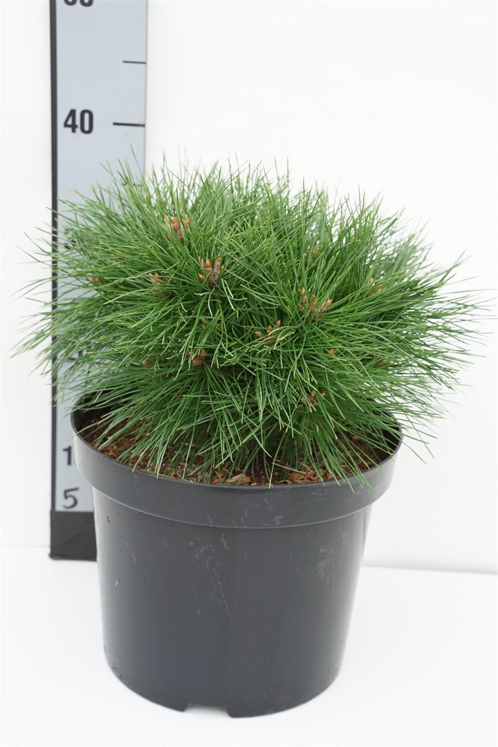 Pušis juodoji (Lot Pinus nigra) 'Benelux XS' C7,5/P26 20-25 CM