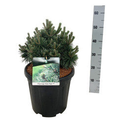 Pušis kalninė (Lot Pinus mugo) 'Green Pearl' C15 30-40 CM