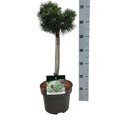 Pušis kalninė (Lot Pinus mugo) 'Green Pearl' C5/P23 STIEBAS 40 CM - nuotrauka 2