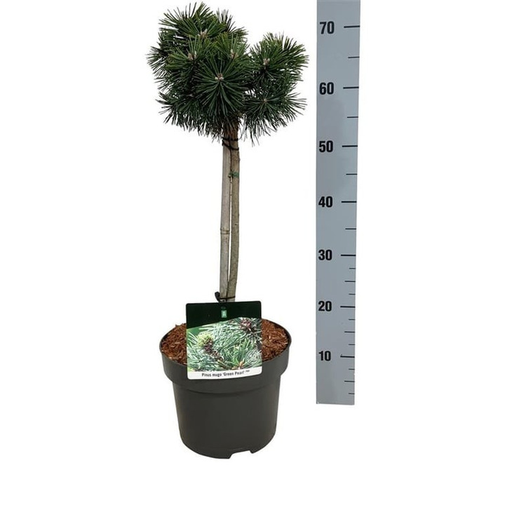 Pušis kalninė (Lot Pinus mugo) 'Green Pearl' C5/P23 KOTAS 40 CM | PUŠYS | SPYGLIUOČIAI