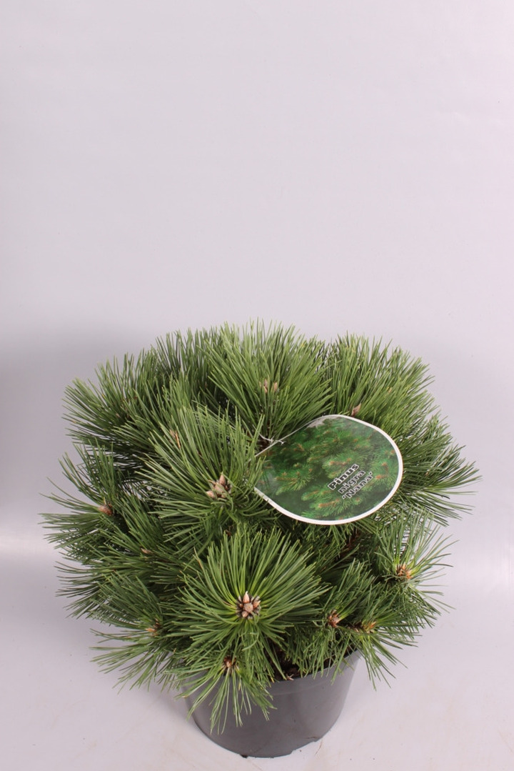Pušis juodoji (Lot Pinus nigra) 'Green Rocket' C7,5/P26 50-60 CM *
