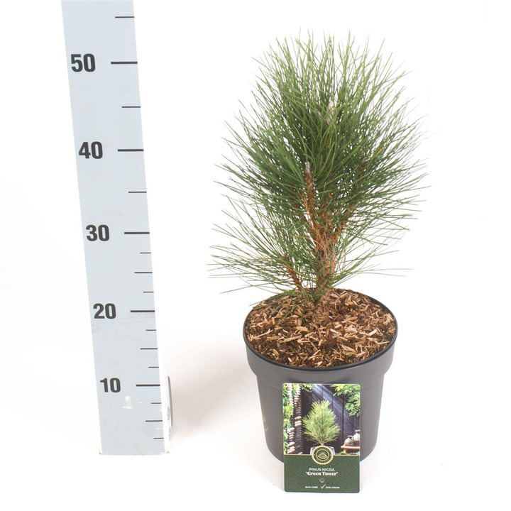 Pušis juodoji (Lot Pinus nigra) 'Green Tower' C2,5/P18 25-30 CM