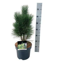 Pušis juodoji (Lot Pinus nigra) 'Green Tower' C7,5/P26 50-60 CM | PUŠYS | SPYGLIUOČIAI