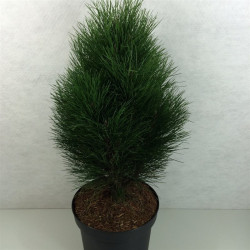 Pušis juodoji (Lot Pinus nigra) 'Green Tower' C10 50-60 CM - nuotrauka 2