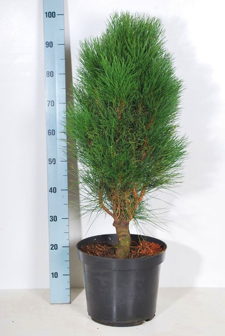 Pušis juodoji (Lot Pinus nigra) 'Green Tower' C10 60-80 CM | PUŠYS | SPYGLIUOČIAI