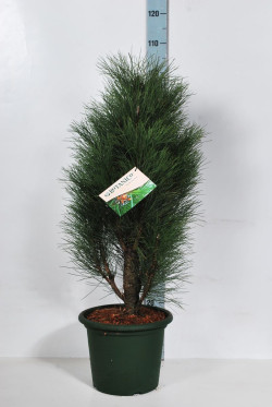 Pušis juodoji (Lot Pinus nigra) 'Green Tower' C10 70-80 CM - nuotrauka 2