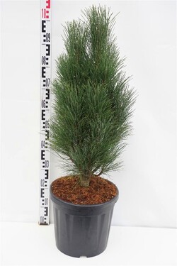 Pušis juodoji (Lot Pinus nigra) 'Green Tower' C18 60-70 CM | PUŠYS | SPYGLIUOČIAI