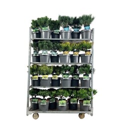 Pušis MIX (Lot Pinus in)  C7,5/P26