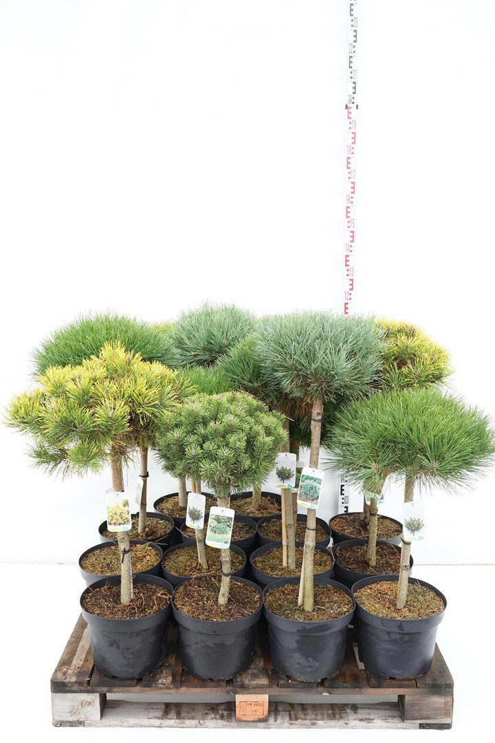 Pušis MIX (Lot Pinus in)  16 densiflora & 8 sylvestris culitvars (40 & 60 CM STEM C10/C12)