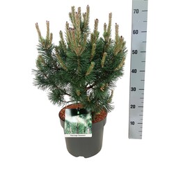 Pušis kalninė (Lot Pinus mugo) 'Columnaris' C7,5/P26 40-50 CM | PUŠYS | SPYGLIUOČIAI