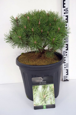 Pušis kalninė (Lot Pinus mugo) 'Columnaris' C15 30-40 CM | PUŠYS | SPYGLIUOČIAI