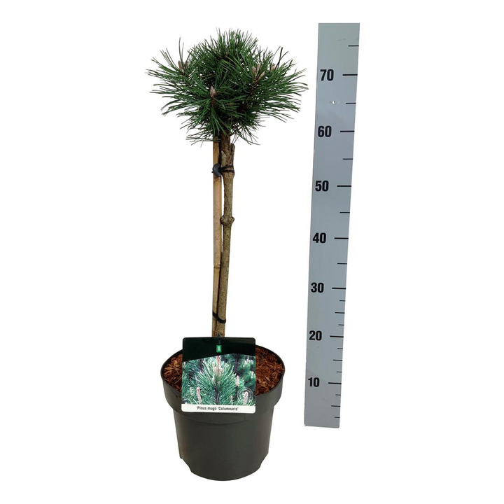 Pušis kalninė (Lot Pinus mugo) 'Columnaris' C5/P23 KOTAS 40 CM | PUŠYS | SPYGLIUOČIAI