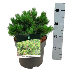 Pušis kalninė (Lot Pinus mugo) 'Klostergrun' C7,5/P26 25-30 CM | PUŠYS | SPYGLIUOČIAI
