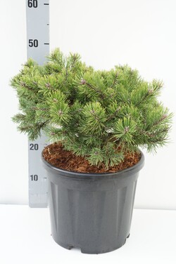 Pušis kalninė (Lot Pinus mugo) 'Klostergrun' C10 30-35 CM