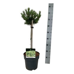 Pušis kalninė (Lot Pinus mugo) 'Klostergrun' C5/P23 STIEBAS 40 CM
