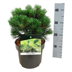 Pušis juodoji (Lot Pinus nigra) 'Nana' C5/P23 25-30 CM | PUŠYS | SPYGLIUOČIAI