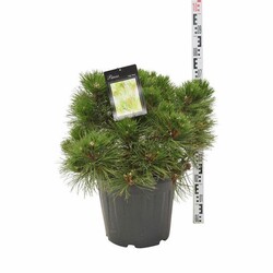 Pušis juodoji (Lot Pinus nigra) 'Nana' C30 50-60 CM EXTRA - nuotrauka 1