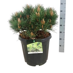 Pušis juodoji (Lot Pinus nigra) 'Nana' C30 50-60 CM EXTRA - nuotrauka 2