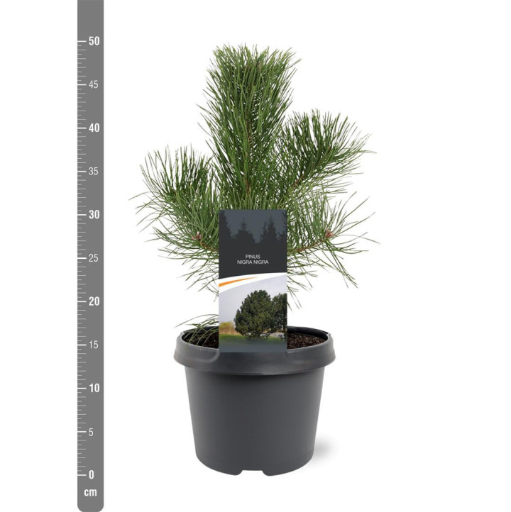 Pušis juodoji nigra (Lot Pinus nigra nigra) C3/P19 40-50 CM | PUŠYS | SPYGLIUOČIAI