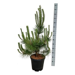 Pušis juodoji (Lot Pinus nigra)  C15 60-80 CM