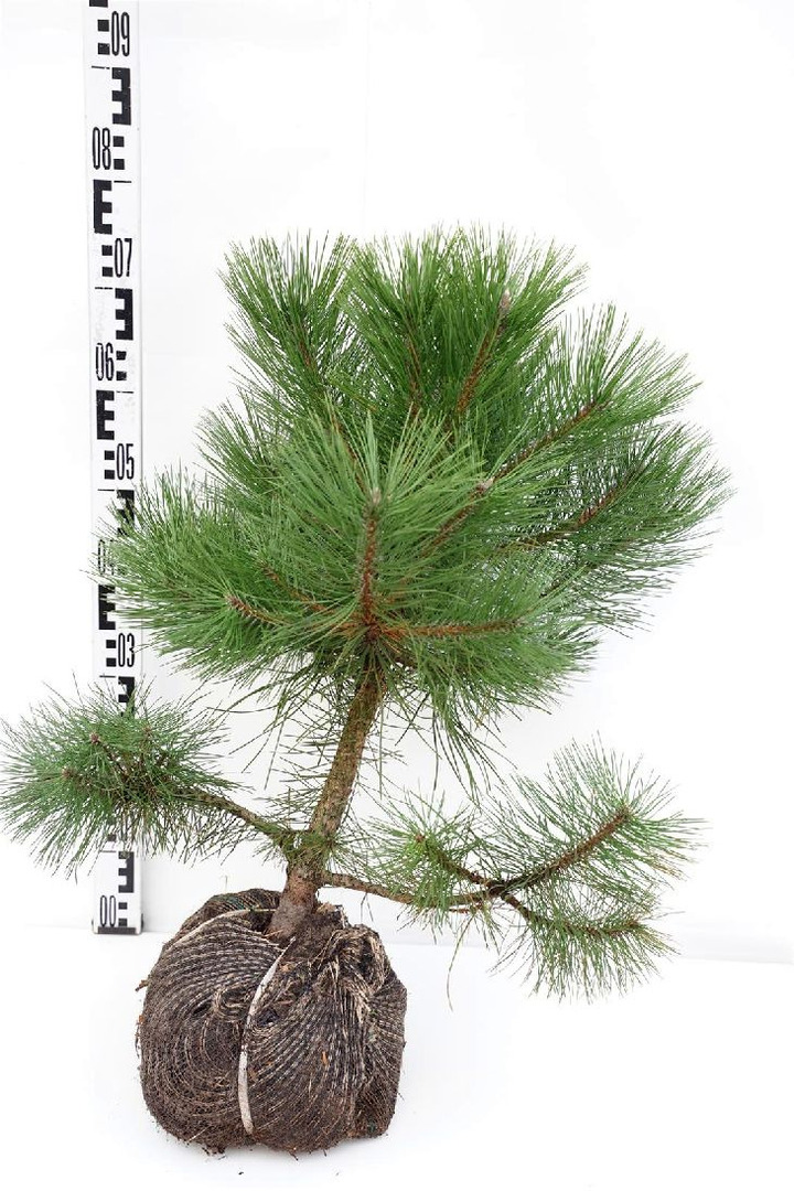 Pušis juodoji (Lot Pinus nigra)  50-60 CM RB