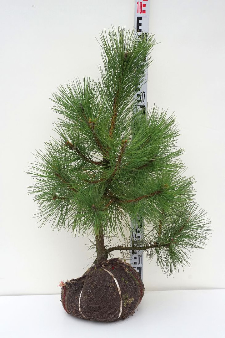 Pušis juodoji (Lot Pinus nigra)  RB 60-80 CM