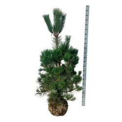 Pušis juodoji (Lot Pinus nigra) 150-175 CM WRB | PUŠYS | SPYGLIUOČIAI