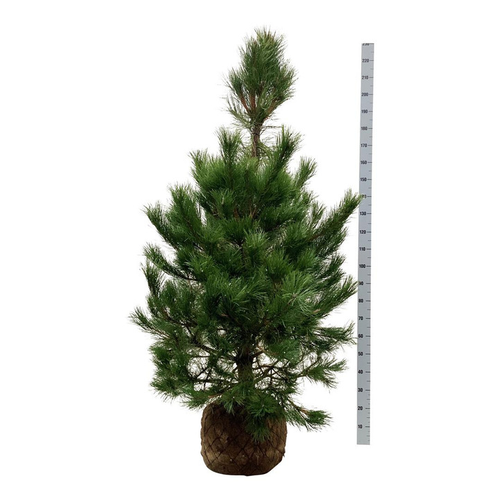 Pušis juodoji (Lot Pinus nigra)  150-175 CM WRB EXTRA