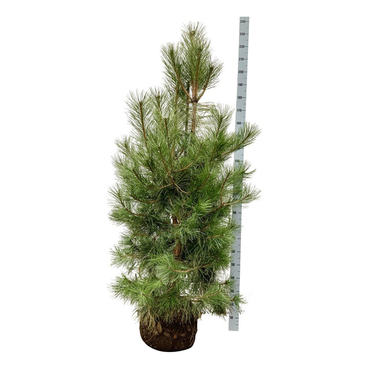 Pušis juodoji (Lot Pinus nigra)  175-200 CM WRB EXTRA